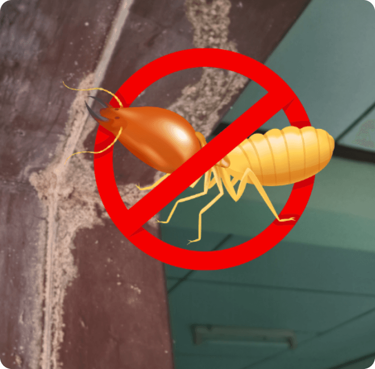 Termite Control Image