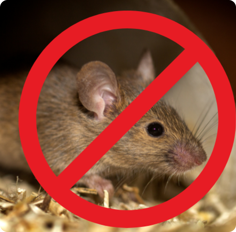 Rodent Control Service Image